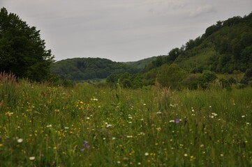 meadow with flowers