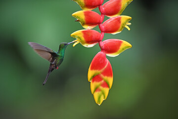 Bronze-tailed plumeleteer is flying feeding nectar from red yellow heliconia flower