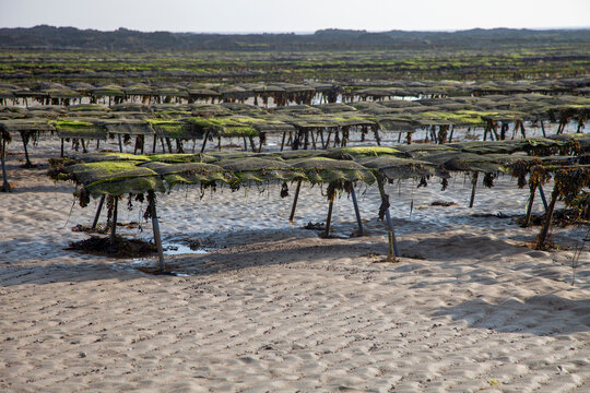 parcs &agrave; hu&icirc;tres, ostr&eacute;iculture, &agrave; mar&eacute;e basse