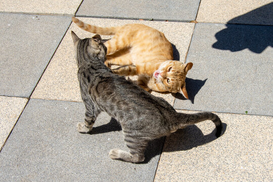 Gatos jugando a pelear