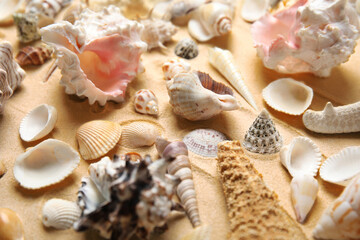 Different beautiful sea shells on sand, closeup