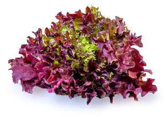 Salad leaves lettuce isolated on white background. Purple Lettuce macro.