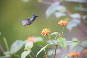 Violet-headed hummingbird is flying feeding nectar from yellow blossom bush