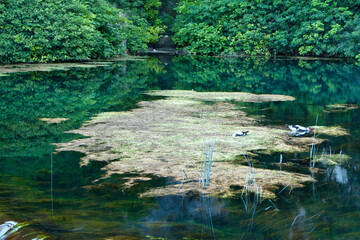 lake with reflections. Ombla river source. Dubrovnik, Croatia