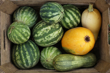 A box with garden fresh watermelons and some courgettes.