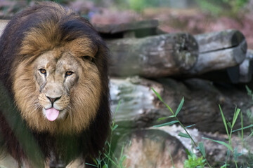 Löwe mit prächtiger Mähne.