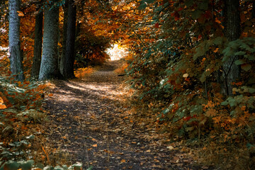 Fototapeta premium Walking path in an autumn park surrounded by foliage
