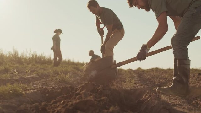 Wide shot of two Caucasian men wearing rubber boots and gloves are digging potatoes in the field while two women are pulling out weeds on background