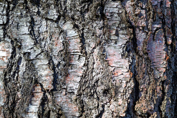 Wood surface. Bark of an old birch close-up. Nature texture.
