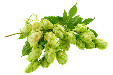 Hop branch with cones isolated on white background. Green hops isolated on white background. Hops...