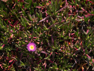 Sukkulenten mit einer lila Blüte an der Westküste