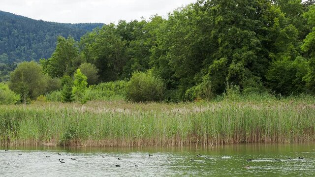 Colonie de foulques macroules (Fulica atra) barbotant aux abord d'une roseli&egrave;re dans les eaux calmes d'un lac 