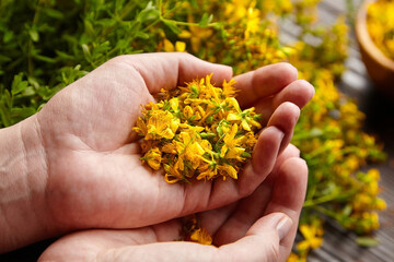 Hypericum perforatum or St Johns wort flowers in hand
