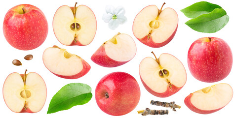 Isolated red apples. Collection of whole and cut  red apples of dofferent shapes, leaves and apple blossom isolated on white background © ChaoticDesignStudio