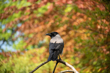 A great gray crow sitting on a branch