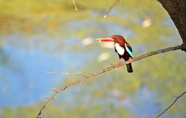 kingfisher on branch
