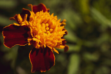 orange flower in the garden