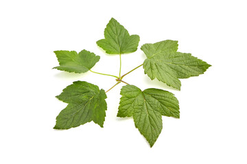 Currant leaves isolated on white background