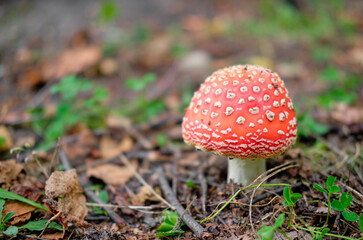 fly agaric in the forest.  red mushroom