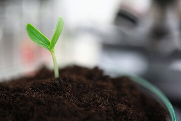 Small green sprout grow out of ground close up in laboratory. Crossing and breeding of new plant species.