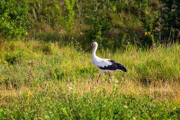 White stork walking on the grass in summer.