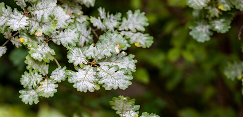 close up of oak leaves beginning in autumn, panorama