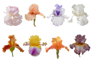 set of iris flowers isolated on white