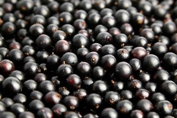 Black currant fresh berries closeup