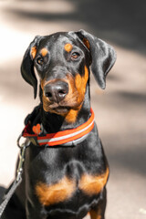 portrait of a doberman puppy for a walk. the sun illuminates the shiny black fur. healthy gloss