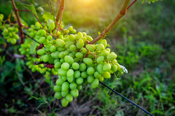 Ripe grapes in grape fields for wine.