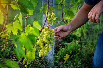 Ripe grapes in grape fields for wine.
