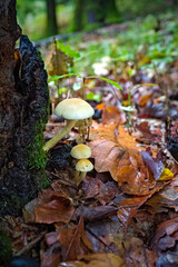 outdoor shot of edible mushrooms, natural photo taken in the forest.