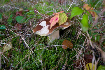outdoor shot of edible mushrooms, natural photo taken in the forest.