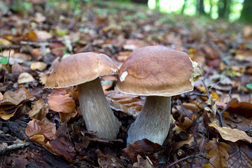 outdoor shot of edible mushrooms, natural photo taken in the forest.