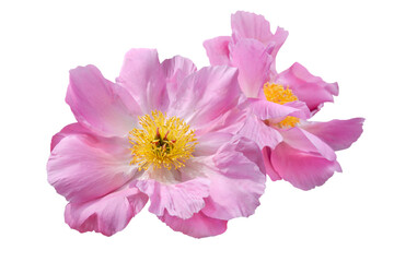 couple of pink peony flower isolated on white