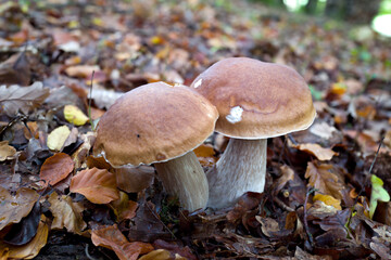 outdoor shot of edible mushrooms, natural photo taken in the forest.