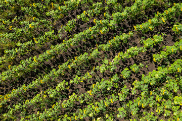 Fototapeta na wymiar Yellow sunflowers field panorama from aerial view. High quality photo