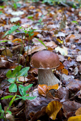 outdoor shot of edible mushrooms, natural photo taken in the forest.