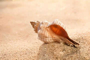 Beautiful exotic sea shell on sandy beach