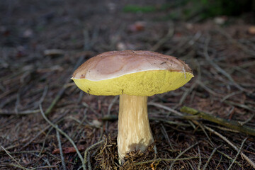 outdoor shot of edible mushrooms, natural photo taken in the forest.