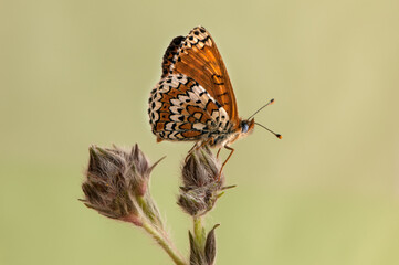 beautiful and elegant butterfly Melitaea on the blade awaits dawn early in the morning
