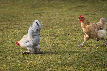 Hübscher wuscheliger Hahn mit seiner Huhn Freundin auf einer Wiese