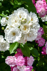 pink and white roses in garden