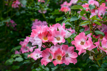 pink rose flowers in the garden