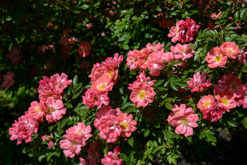 Obraz premium pink rose flowers in garden