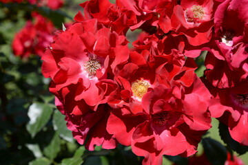 red rose flowers in the garden