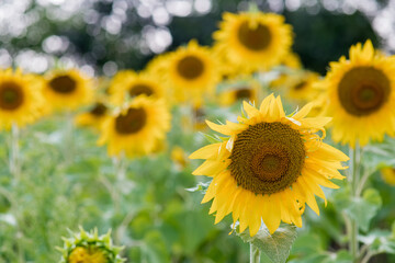sunflower field