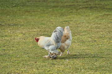 Hübscher wuscheliger Hahn mit seiner Huhn Freundin auf einer Wiese