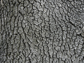 background texture wallpaper using tree bark structure, wood and straw products in Podlasie, Poland