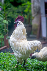portrait of a rooster